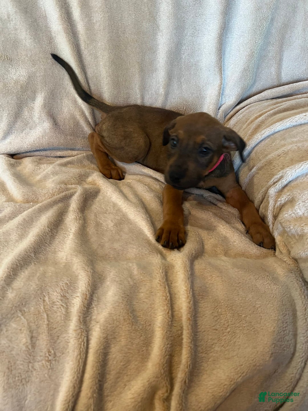 German Shepherd dogs for sale: Brownie - Image 1