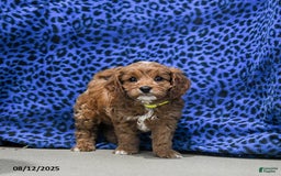 Cavapoo dogs for sale: Buffy - Image 2
