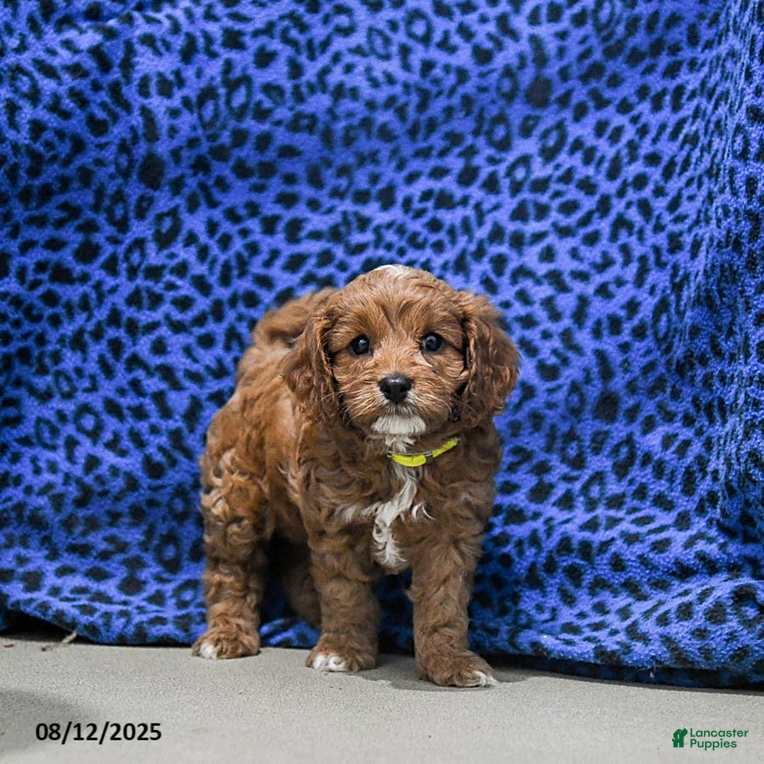 Cavapoo dogs for sale: Buffy - Image 2