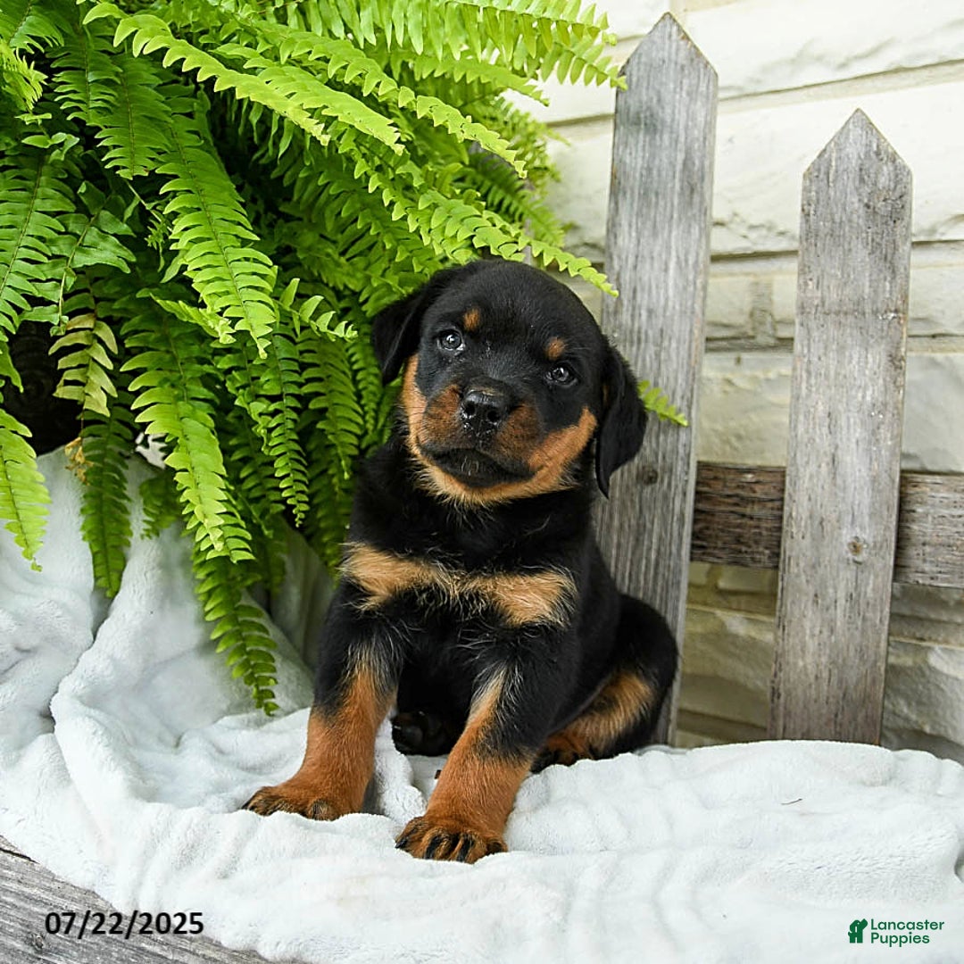 Rottweiler dogs for sale: Stormy - Image 2