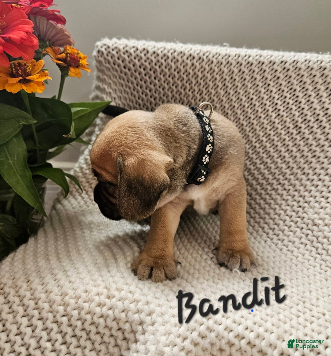 Puggle dogs for sale: Bandit - Image 10