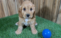 Cavapoo dogs for sale: Sprinkles Boy 2 - Image 3