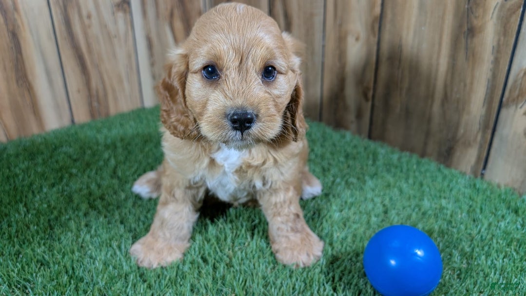 Cavapoo dogs for sale: Sprinkles Boy 2 - Image 3