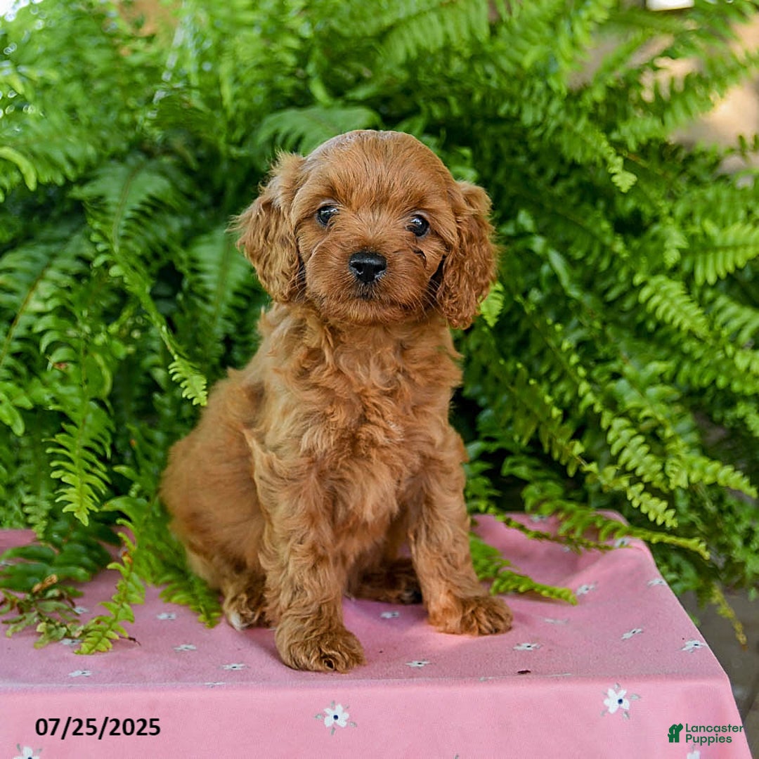 Cavapoo dogs for sale: Valentine - Image 3