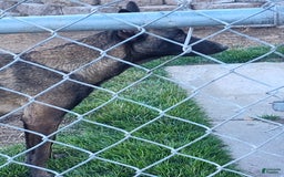 Belgian Malinois dogs for sale: Chucky - Image 5
