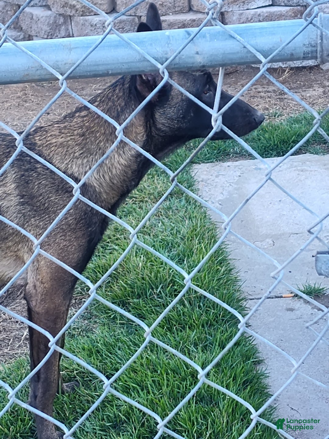 Belgian Malinois dogs for sale: Chucky - Image 5