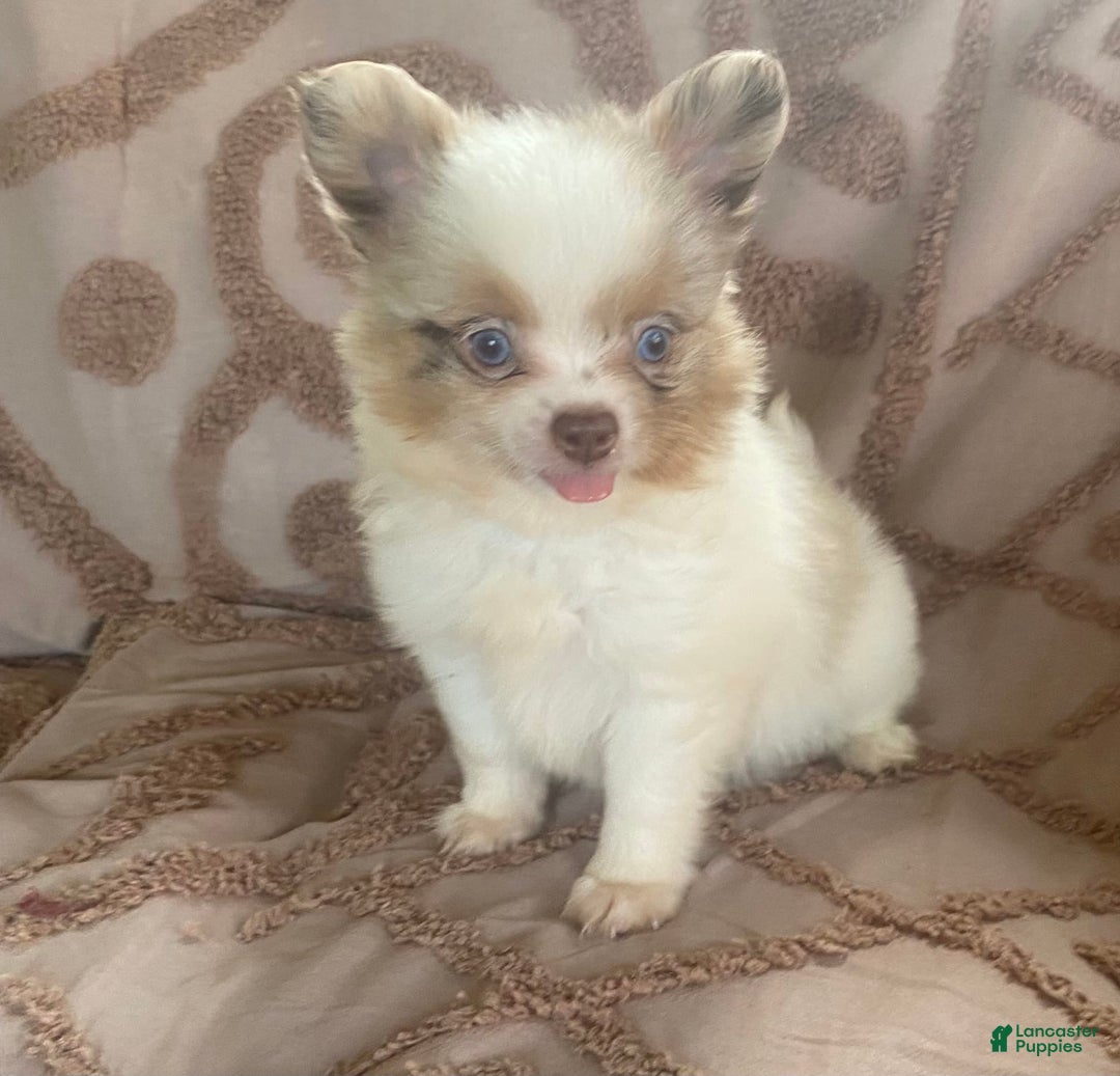 Pomchi dogs for sale: Tommy - Image 8