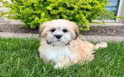 Lhasa Apso dogs for sale: Simba - Image 1