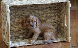 Cavalier King Charles Spaniel dogs for sale: Daisy - Image 9