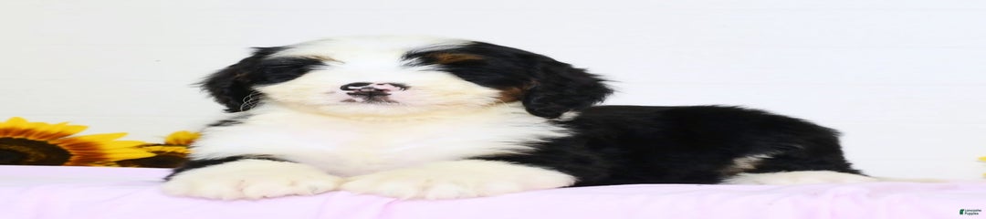 Callie