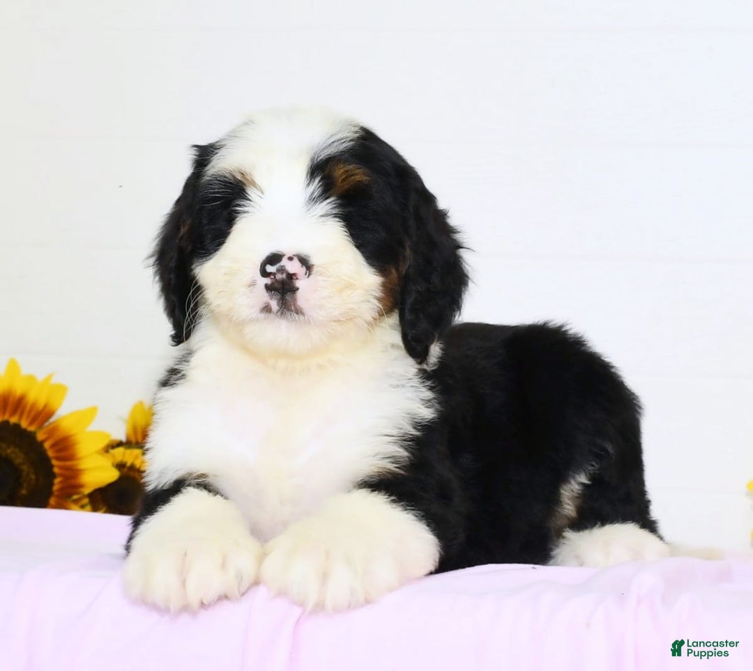 Mini Bernedoodle dogs for sale: Callie - Image 2
