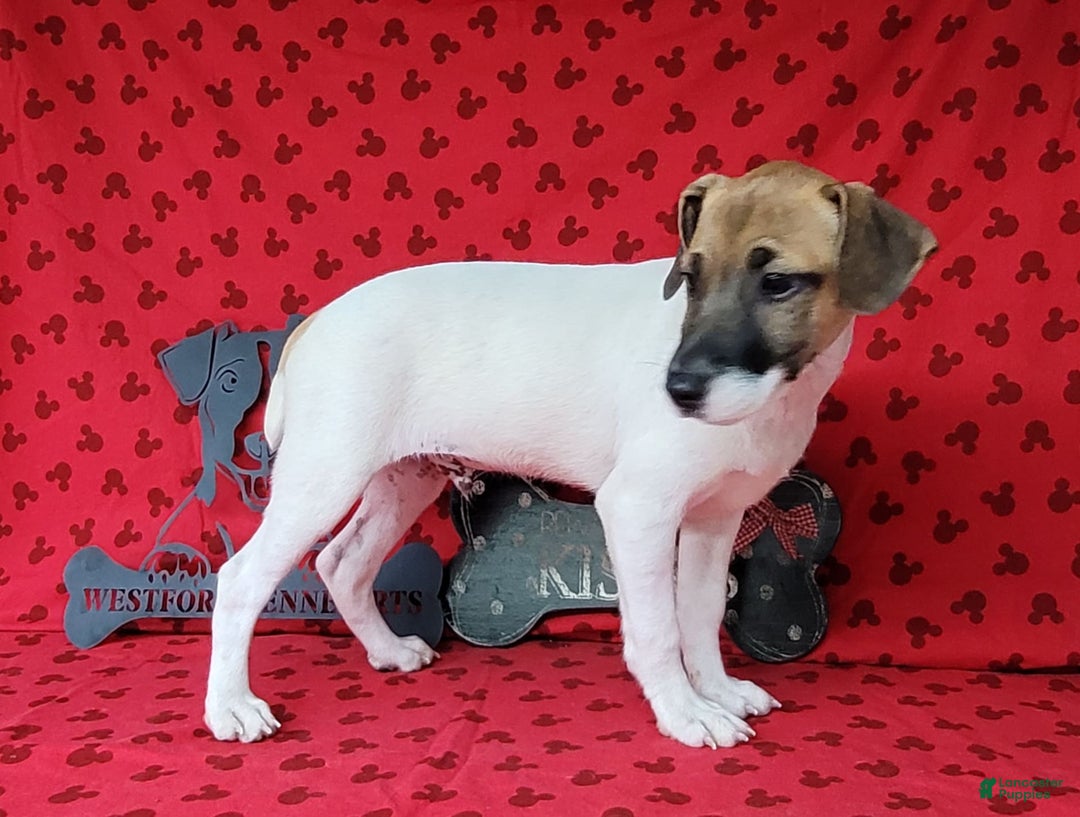 Jack Russell Terrier dogs for sale: Jack Russell Male Puck - Image 6