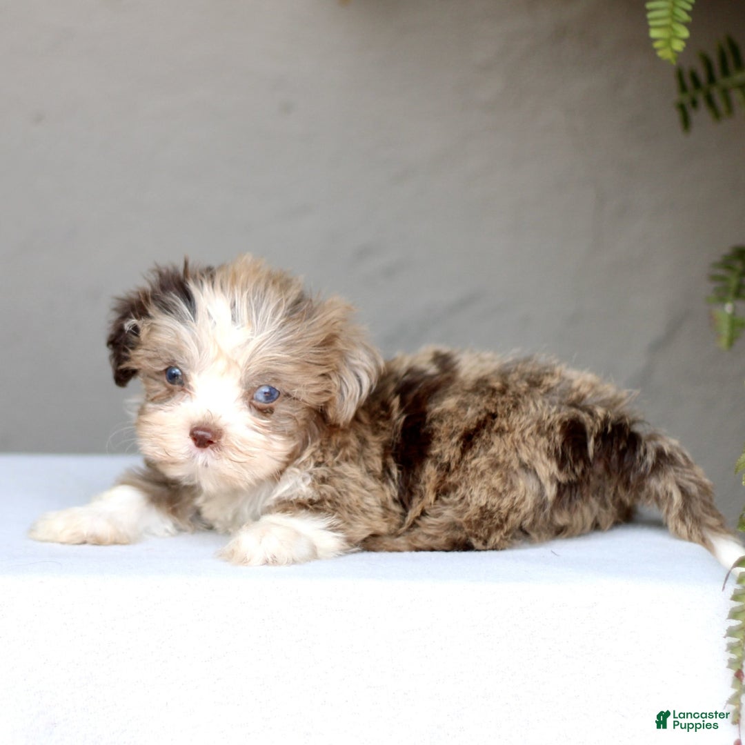 Shihpoo dogs for sale: Danny - Image 3