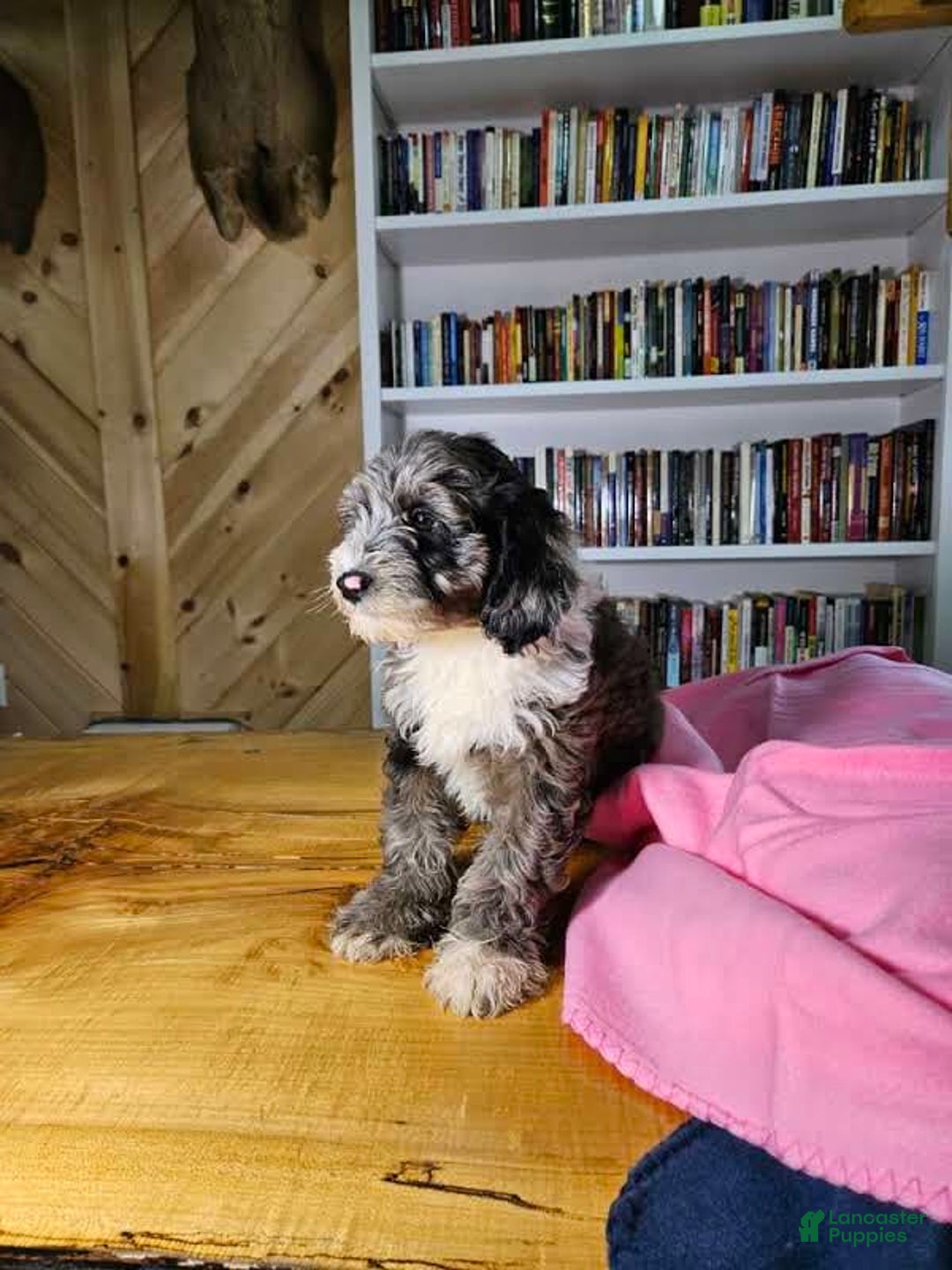 Portuguese Water Dog dogs for sale: Ruby - Image 2