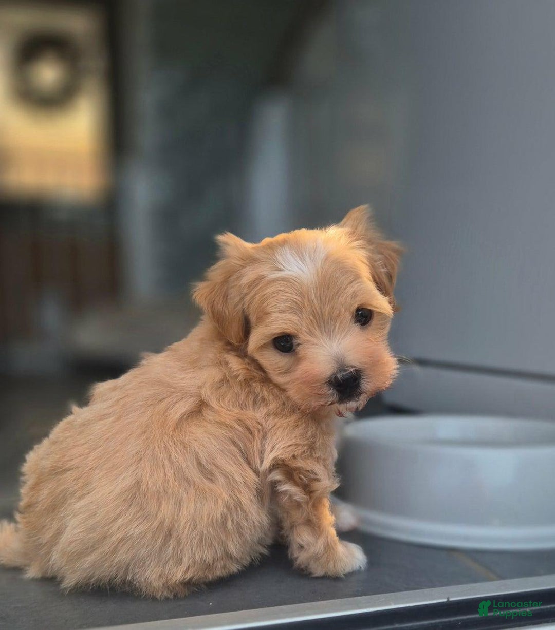 Maltipoo dogs for sale: Maya - Image 3