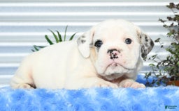 Beabull dogs for sale: Irving - Image 4