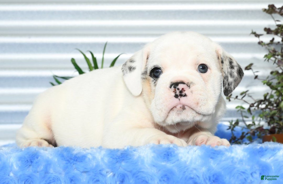 Beabull dogs for sale: Irving - Image 4