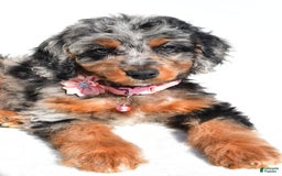 Mini Aussiedoodle dogs for sale: Elaine - Image 7