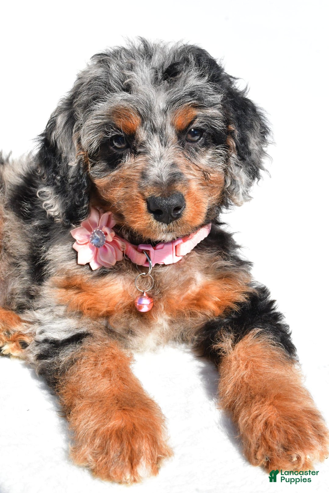 Mini Aussiedoodle dogs for sale: Elaine - Image 7