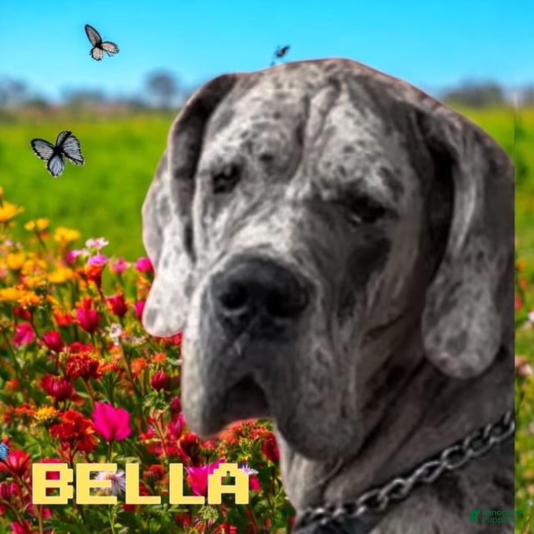 Great Dane dogs for sale: Lilly - Merle - Image 11