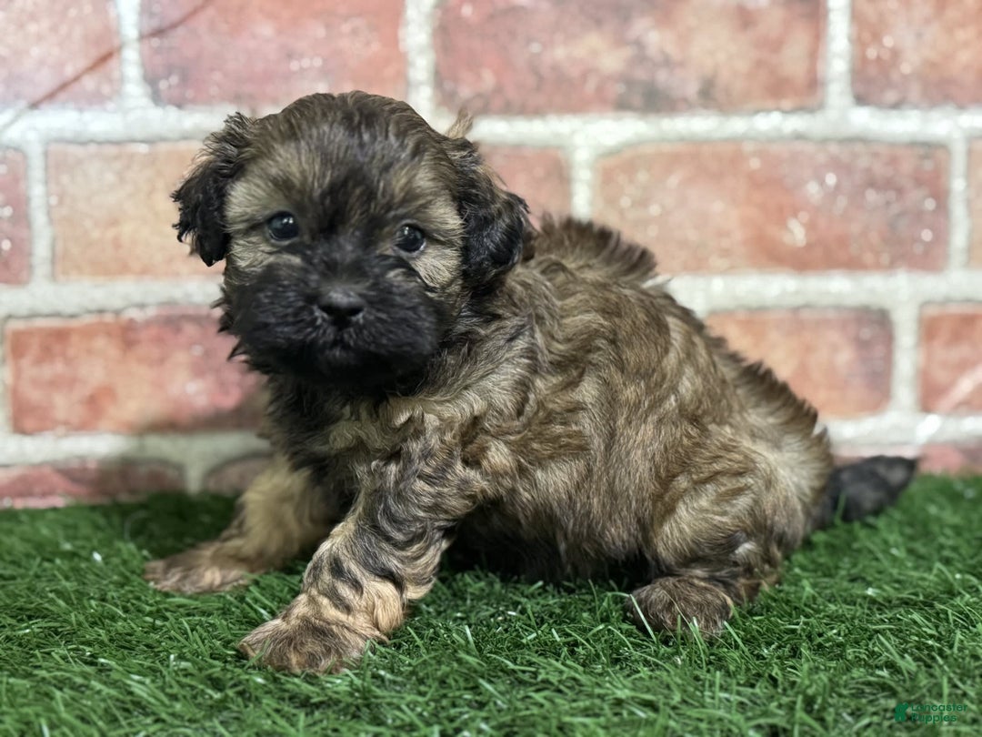 Shihpoo dogs for sale: Peanut - Image 6
