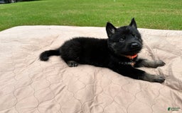 German Shepherd dogs for sale: Orange collar - Image 1
