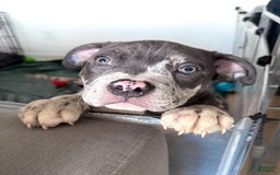 American Bully dogs for sale: Ryder - Image 12