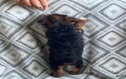Yorkshire Terrier dogs for sale: Stevie - Image 5