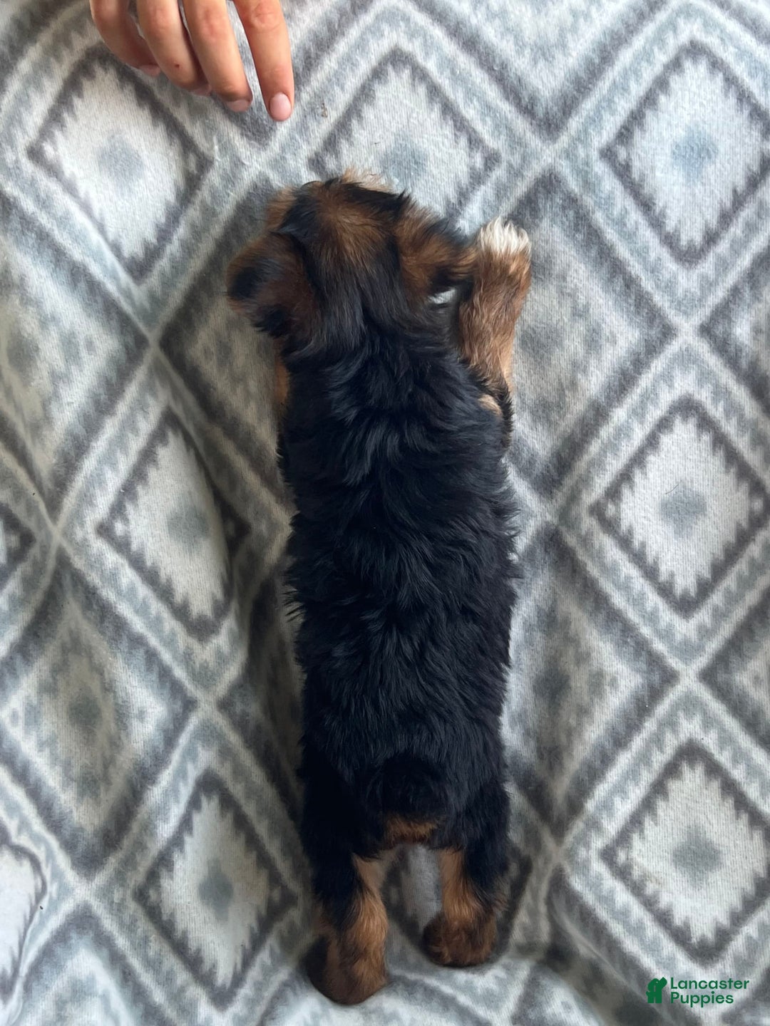 Yorkshire Terrier dogs for sale: Stevie - Image 5