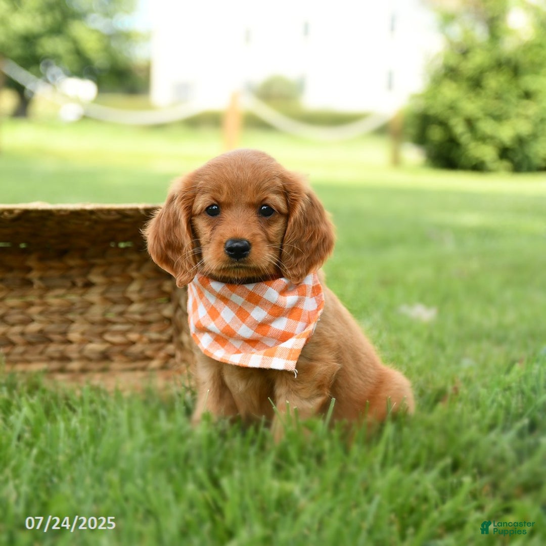 Miniature Golden Retriever dogs for sale: Clementine - Image 1