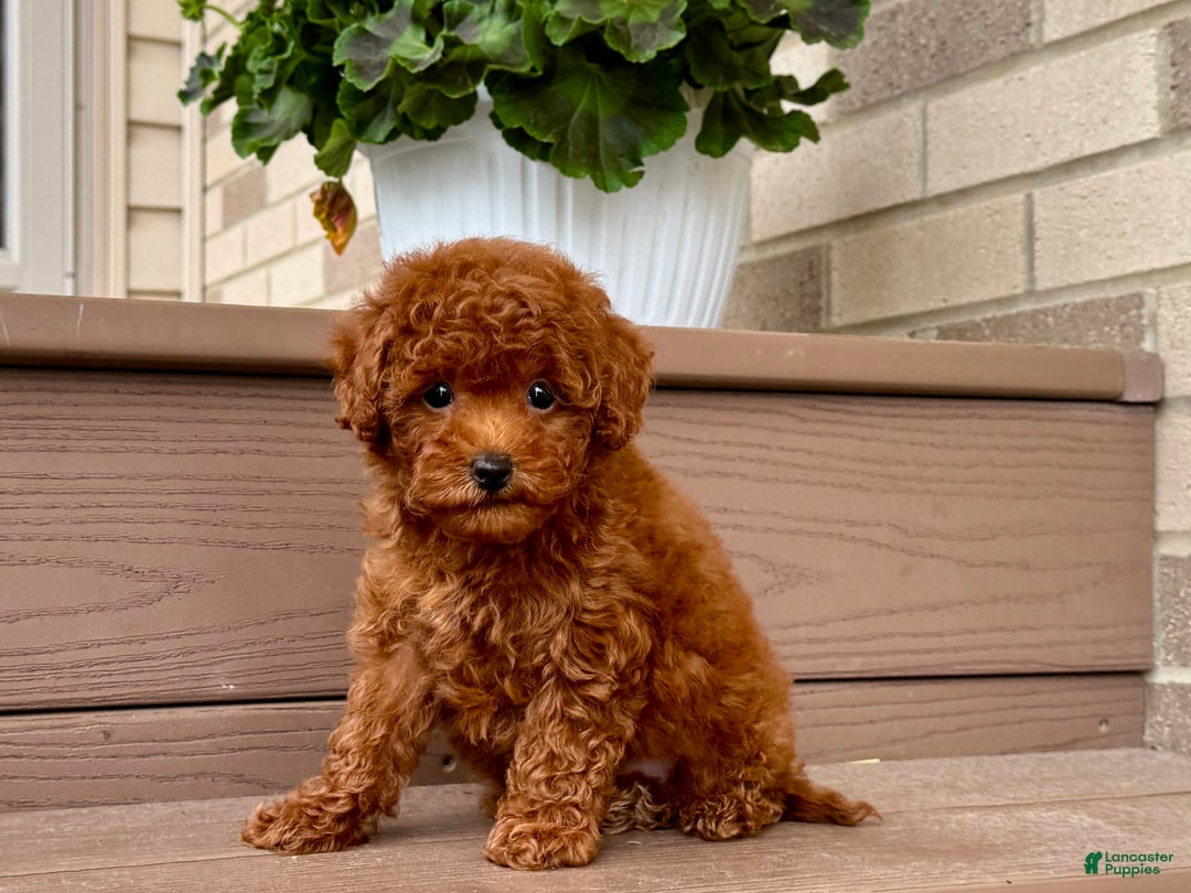 Maltipoo dogs for sale: Gorgeous - Image 7