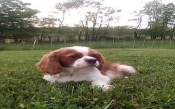 Cavalier King Charles Spaniel dogs for sale: Mindy - Image 6