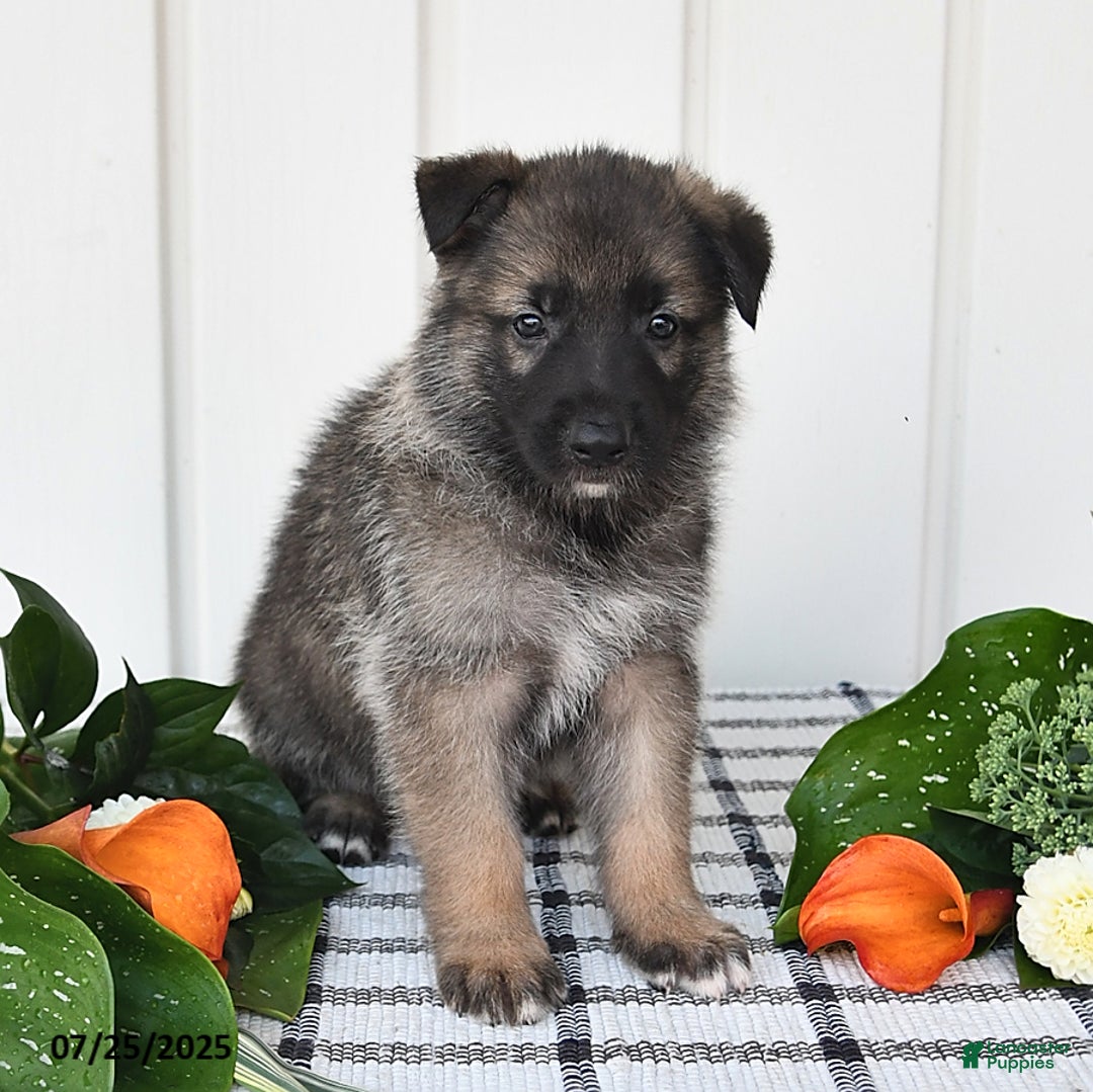 German Shepherd dogs for sale: Dallas - Image 5
