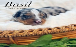 Australian Shepherd dogs for sale: Basil - Image 2