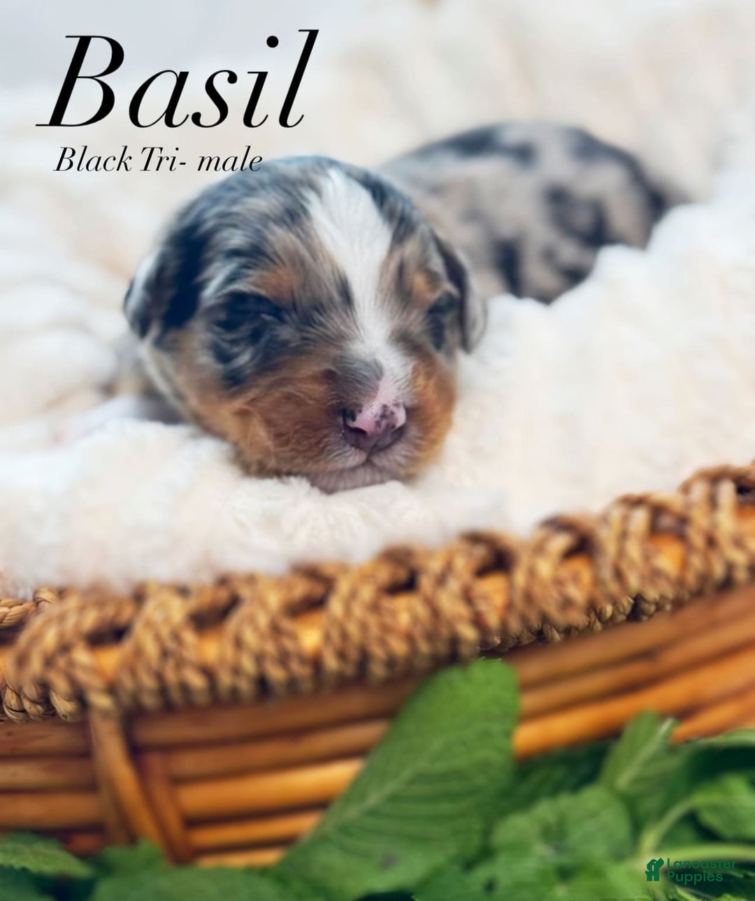 Australian Shepherd dogs for sale: Basil - Image 2