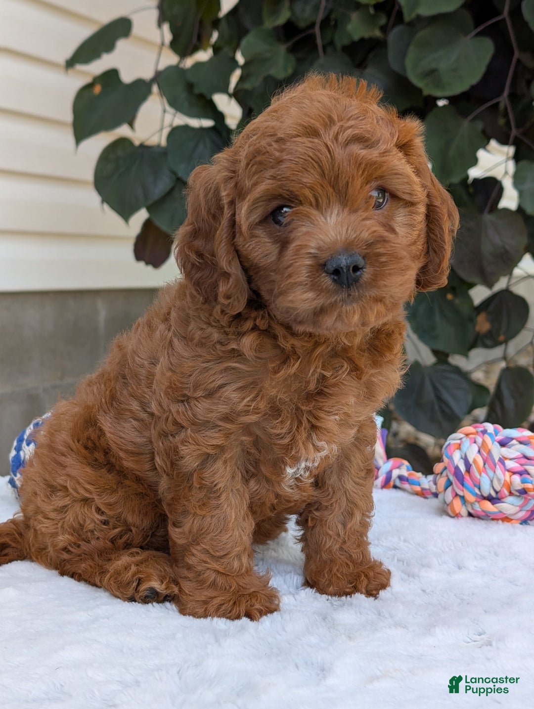 Cavapoo dogs for sale: Loki - Image 25