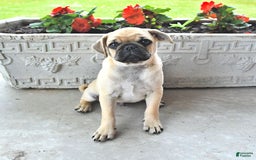 Jug dogs for sale: Rylan - Image 2