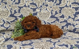 Miniature Poodle dogs for sale: Doyle - Image 8