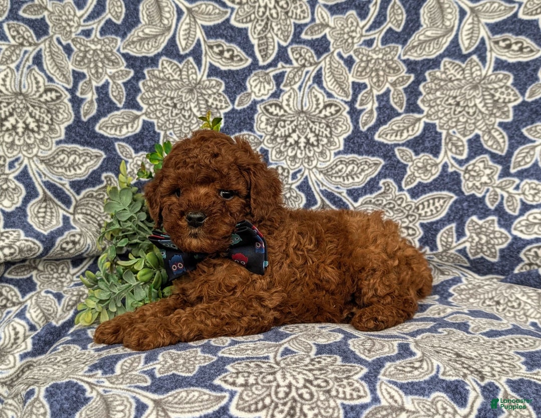 Miniature Poodle dogs for sale: Doyle - Image 8