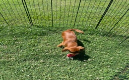 Cavalier King Charles Spaniel dogs for sale: Puppy 75 - Image 2