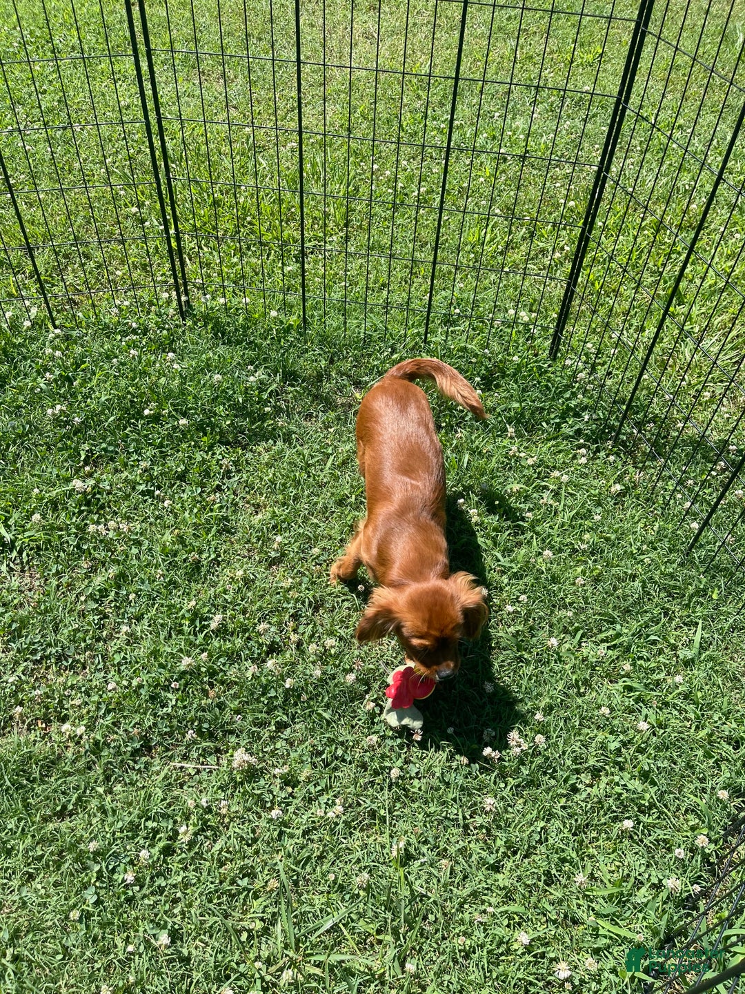 Cavalier King Charles Spaniel dogs for sale: Puppy 75 - Image 2