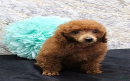 Miniature Poodle dogs for sale: Royal - Image 6