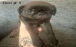 Pug dogs for sale: Salem - Image 1