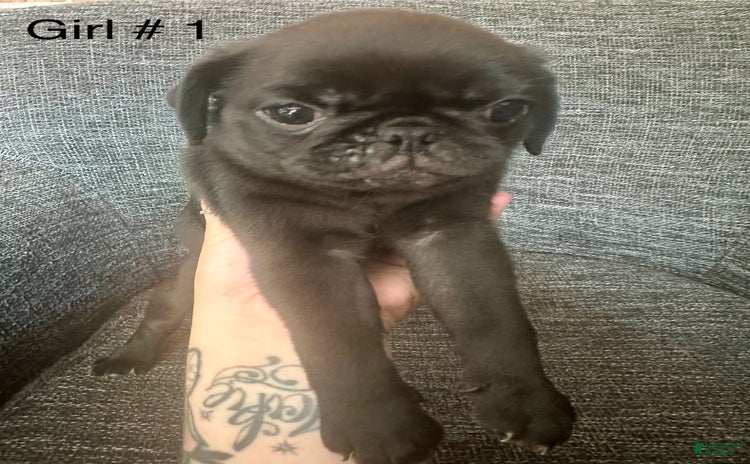 Pug dogs for sale - Ad 2