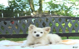 Pomeranian dogs for sale: Viking - Image 1