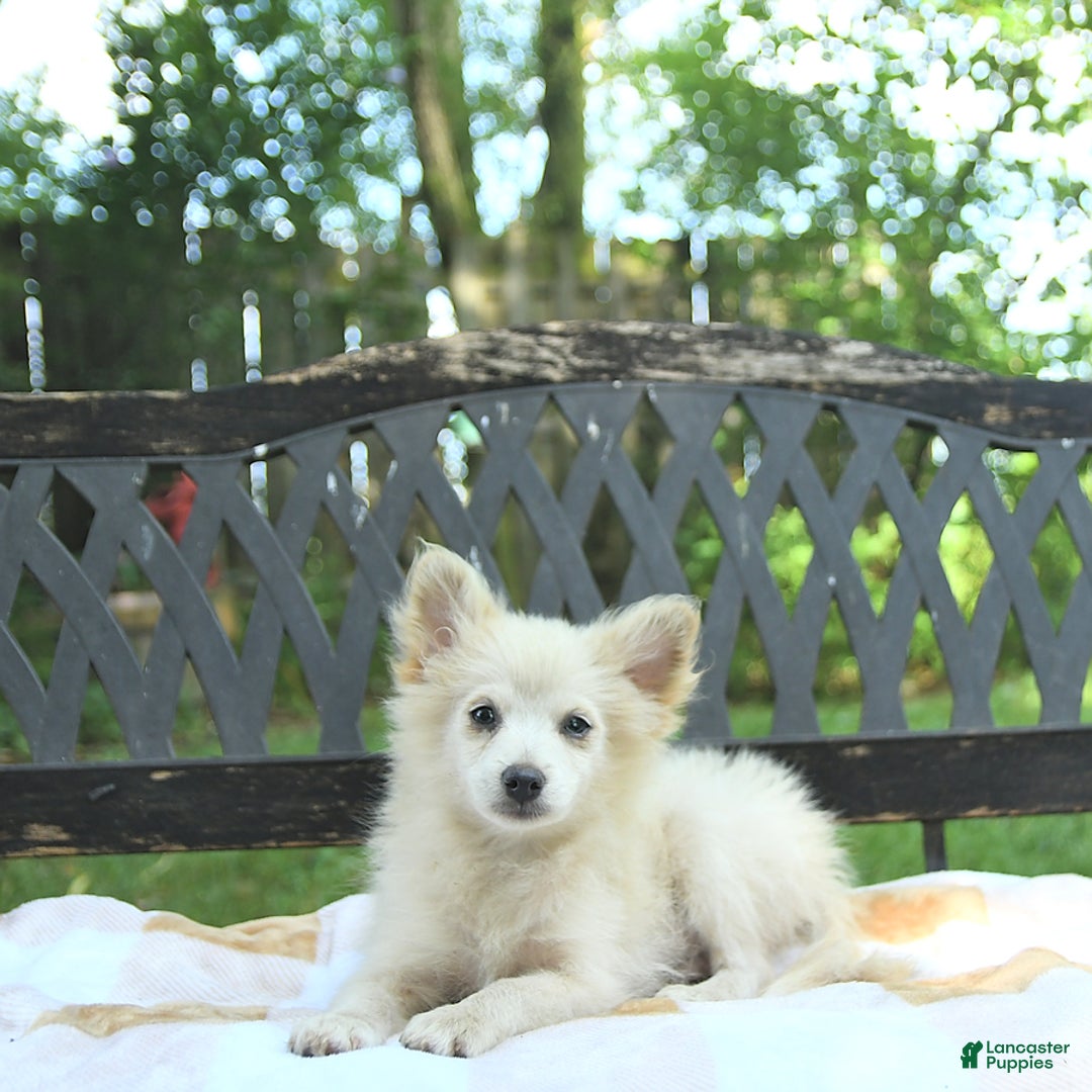 Pomeranian dogs for sale: Viking - Image 1