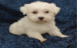 Havanese dogs for sale: Halo - Image 5