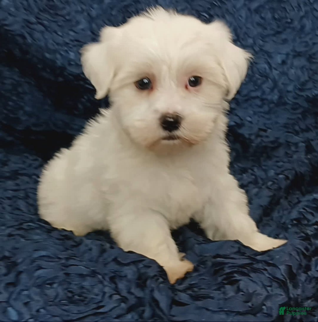 Havanese dogs for sale: Halo - Image 5