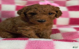 Mini Goldendoodle dogs for sale: Isley - Image 3