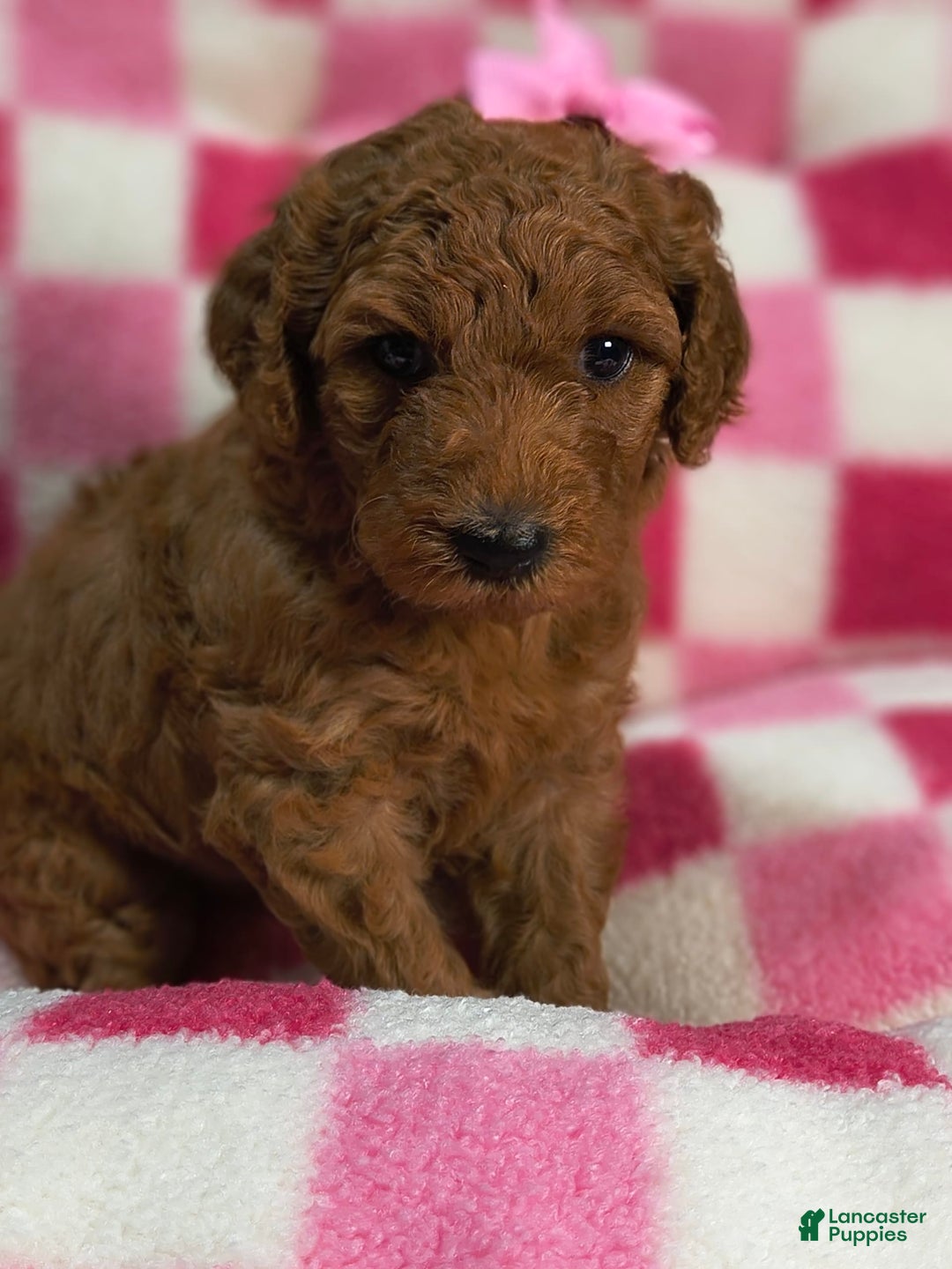 Mini Goldendoodle dogs for sale: Isley - Image 3
